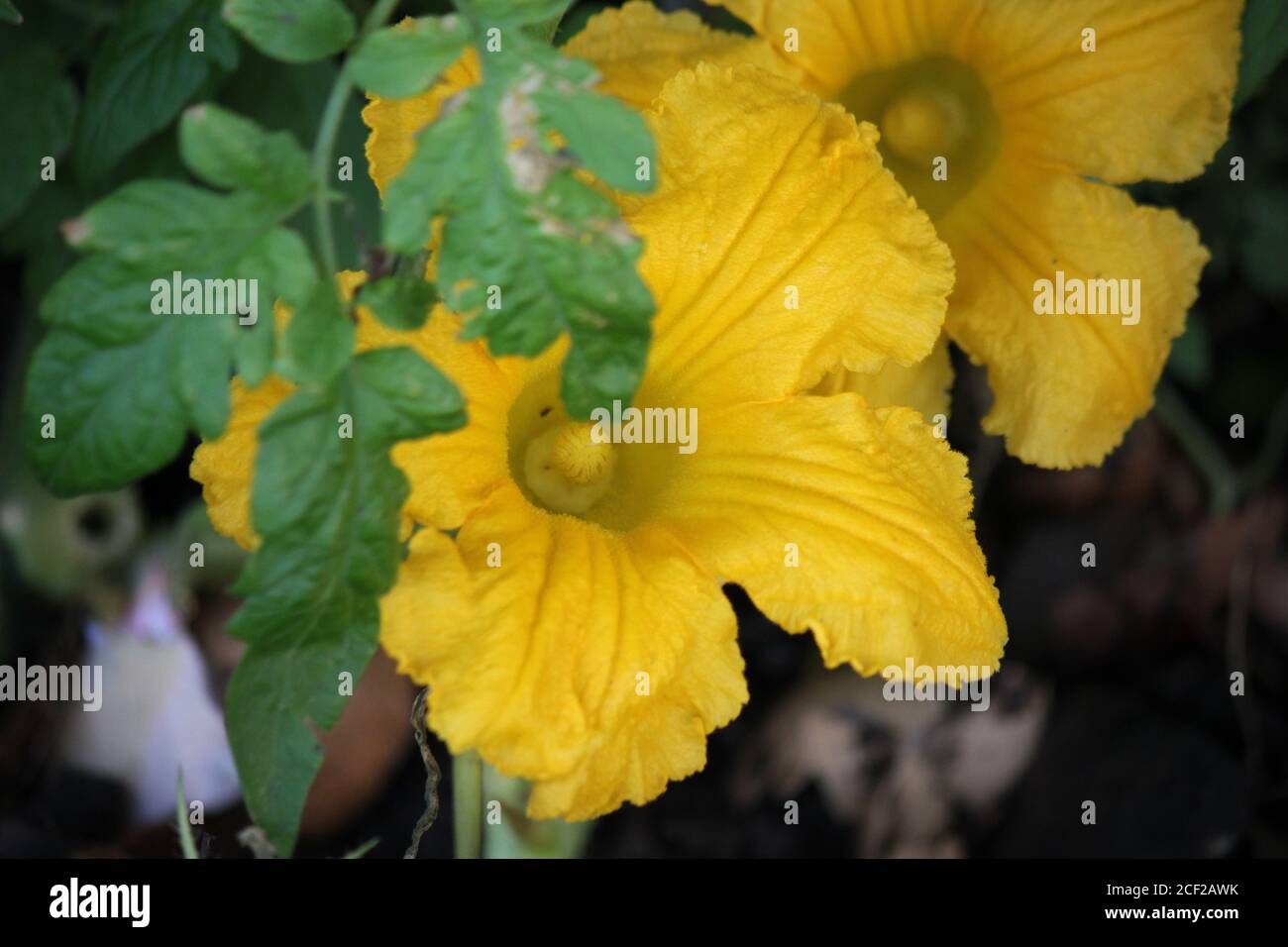 A beautiful pumpkin plant flower growing in the backyard organic garden. Stock Photo