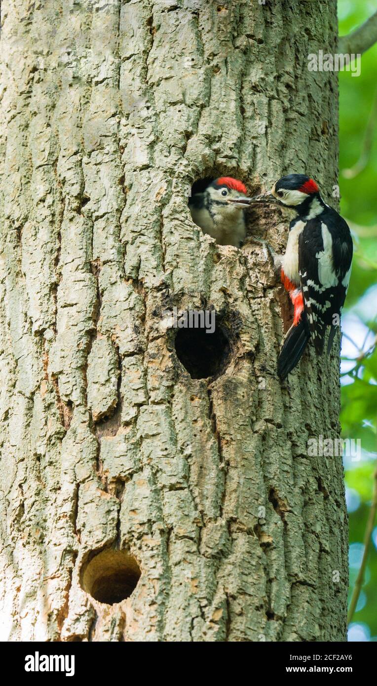 Male Great spotted woodpecker (Dendrocopos major) feeding nestling. Woolhope Herefordshire UK. May 2020. Stock Photo