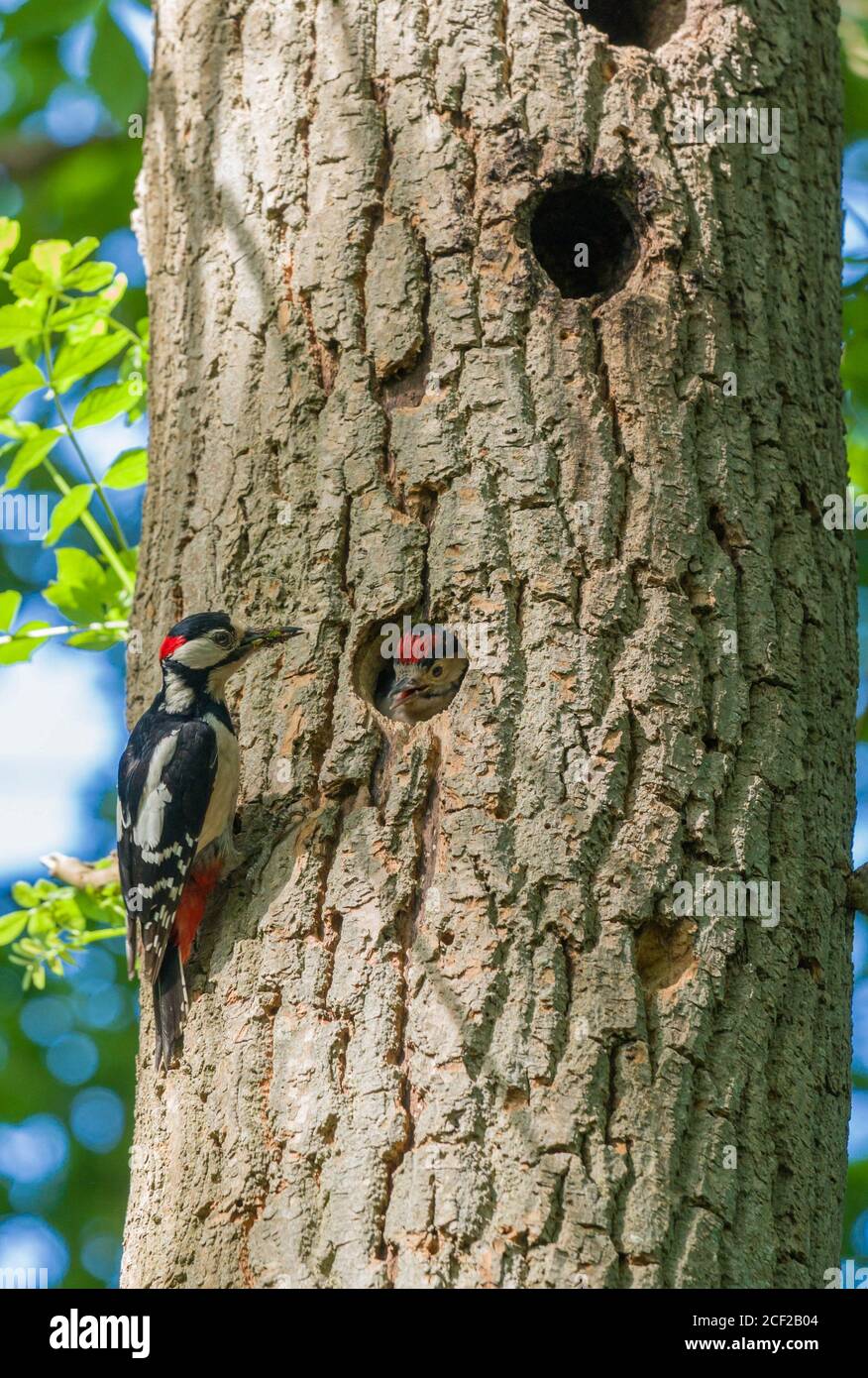 Male Great spotted woodpecker (Dendrocopos major) approching nest cavity and nestling. Woolhope Herefordshire UK. May 2020. Stock Photo