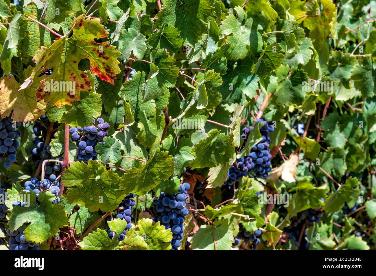 Ripe wine grapes among green foliage. Latrun vineyards. Israel Stock Photo