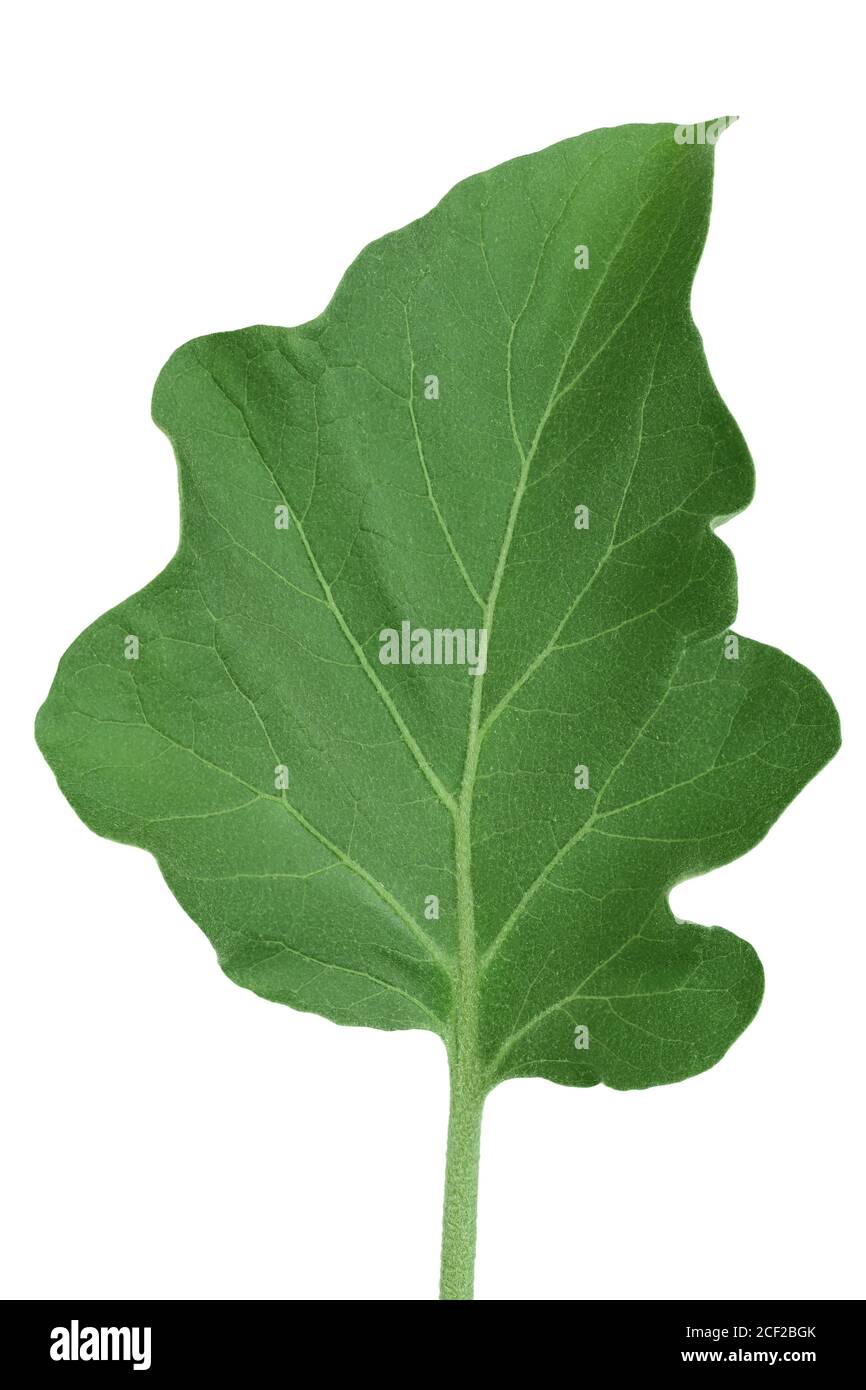 eggplant leaf isolated on white background with clipping path Stock Photo