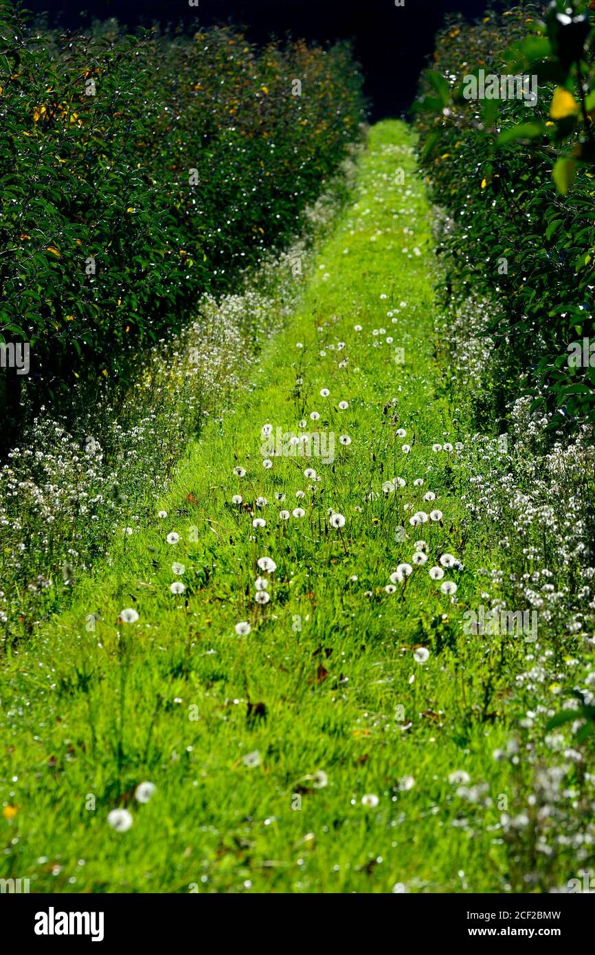 Dandelion Clocks between rows of trees in an orchard. Boughton Monchelsea village, Kent, UK. Stock Photo