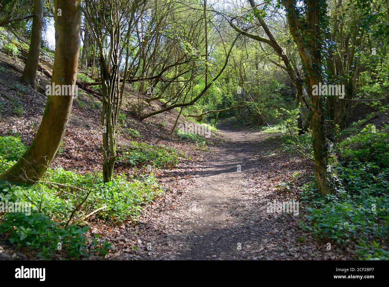 Woodland walk through a long-disused quarry. Boughton Monchelsea village, Kent, UK. Stock Photo