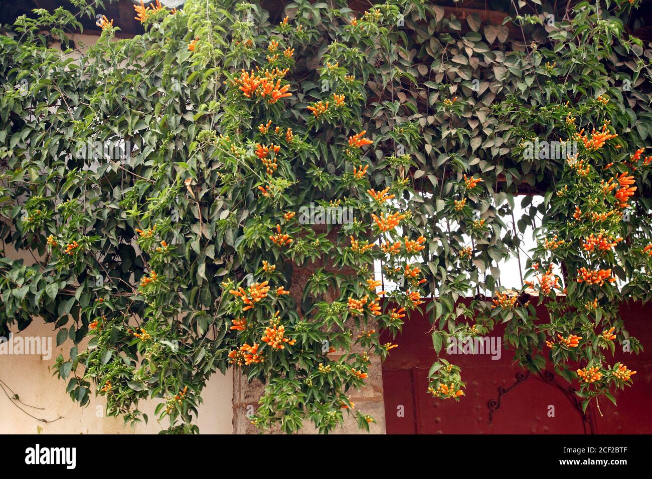 Flamevine @ orange Trumpetvine (pyrostegia venusta), Bignonia family Bignoniaceae Stock Photo