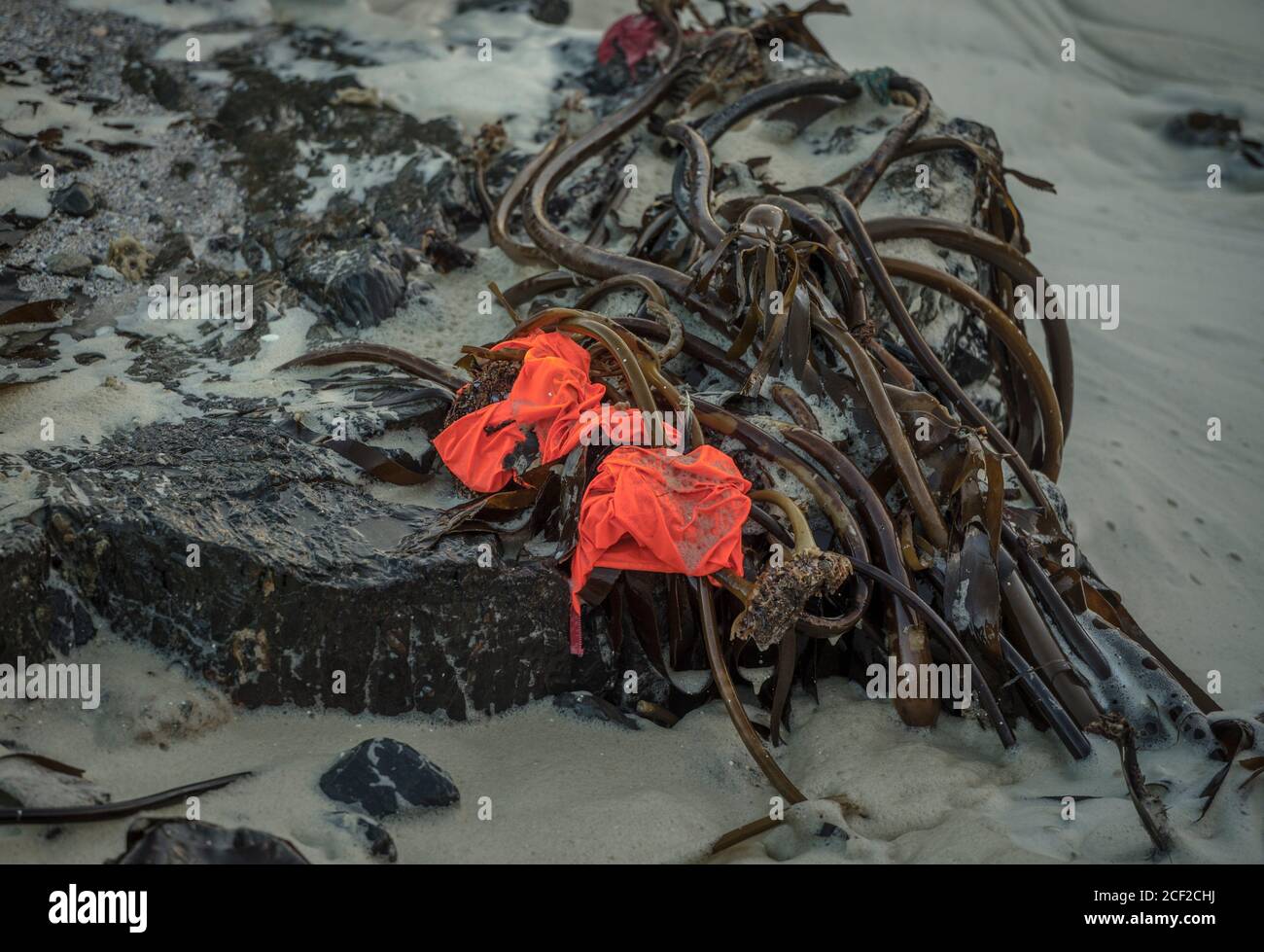 Bright red windbreaker jacket washed ashore and settled on a pile of seaweed beached during a storm at sea. Cape Town, South Africa. Stock Photo