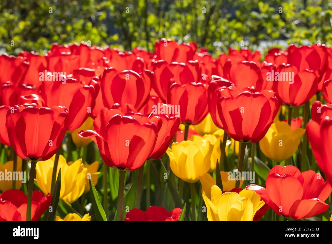 Field with beautiful red and yellow tulip flowers Stock Photo - Alamy