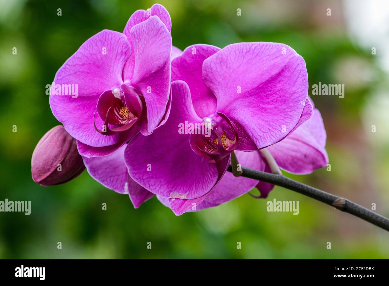 Telephoto of purple Phalaenopsis orchids (moth orchids) in bloom. South Florida, U. S. A. , North America. Stock Photo