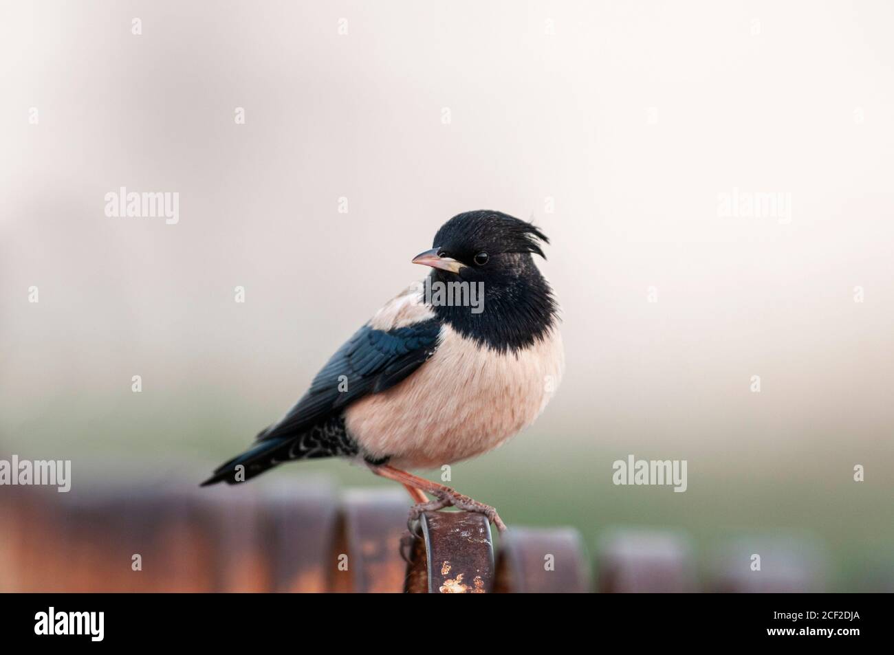 Rosy Starling, Pastor roseus at Jamnagar, Gujarat, India Stock Photo