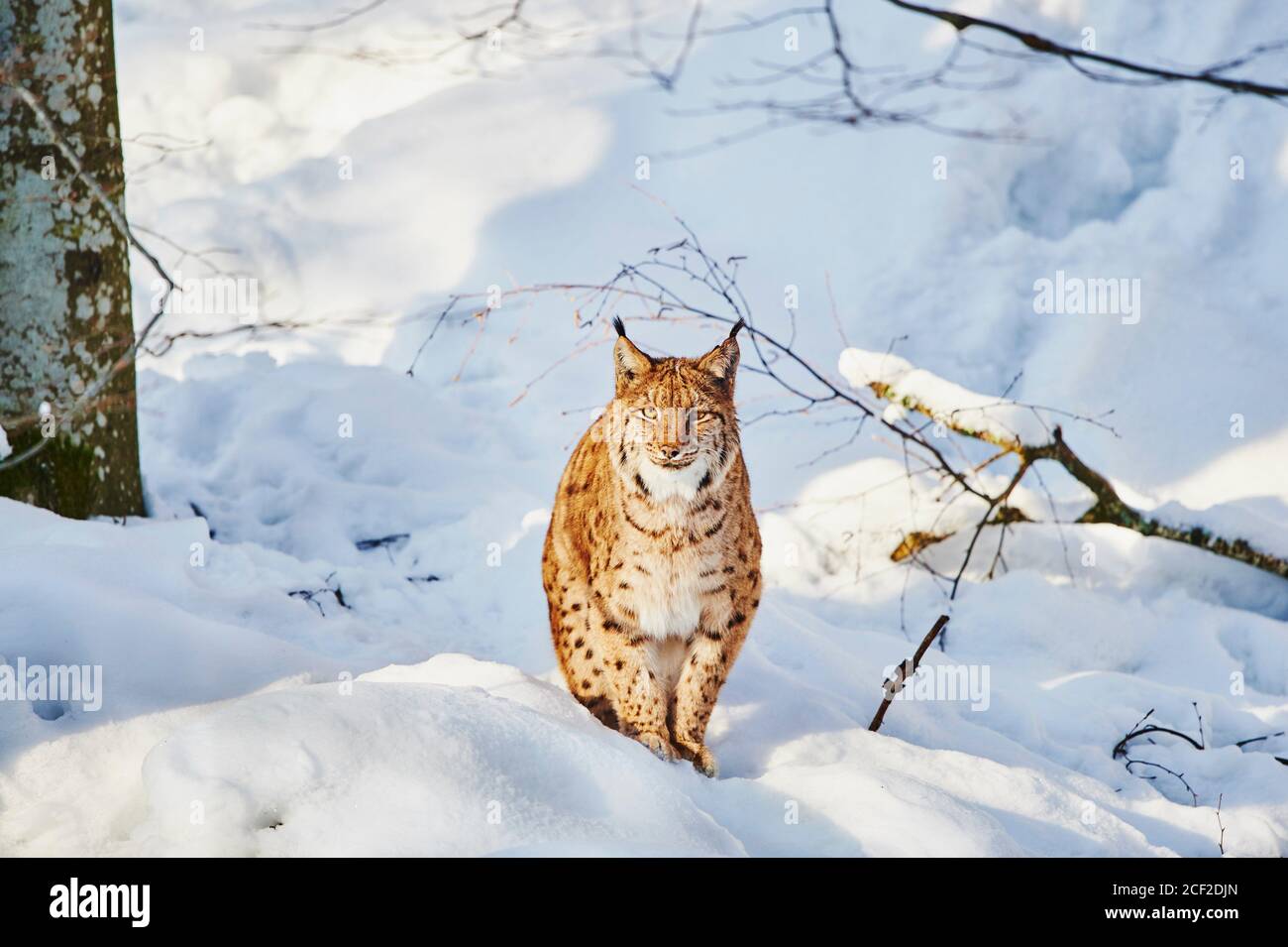 Eurasian Lynx (Lynx Lynx) In Winter, Captive, Bavarian Forest National ...