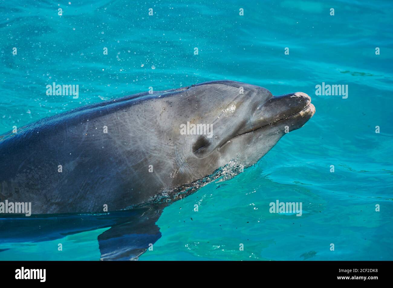 Common bottlenose dolphin (Tursiops truncatus) or Atlantic bottlenose dolphin, captive, Hawaii, United States Stock Photo