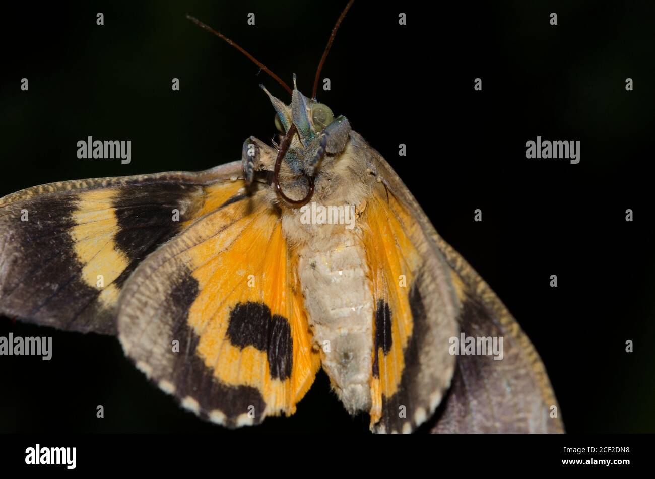 Underside of Fruit-piercing Moth (Eudocima sp), Klungkung, Bali, Indonesia. Stock Photo
