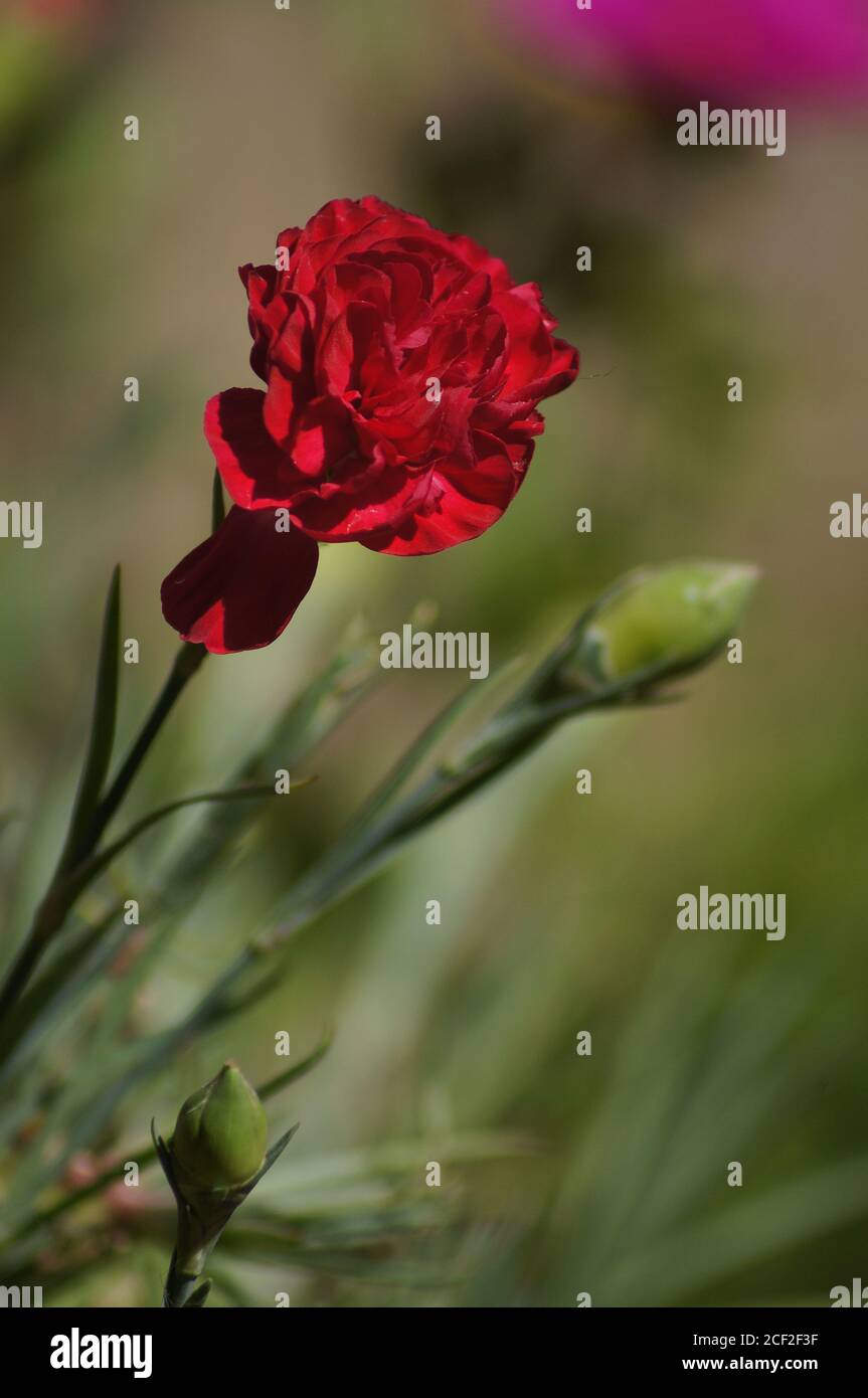 pink 'dianthus' flower with soft-focus background Stock Photo