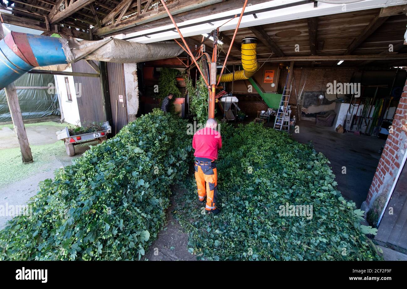 Hop picking machine hi-res stock photography and images - Alamy
