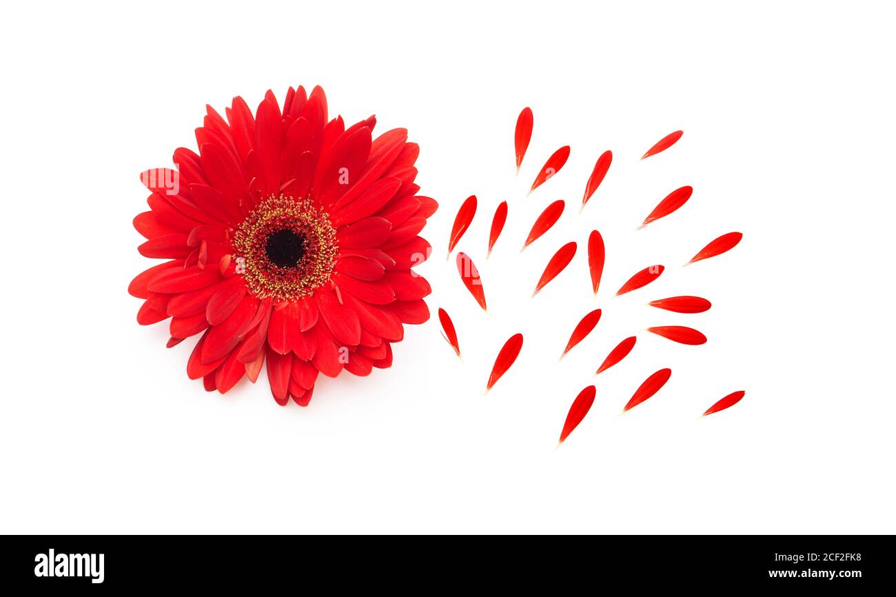 Flower of red Gerbera with petals isolated on white Stock Photo