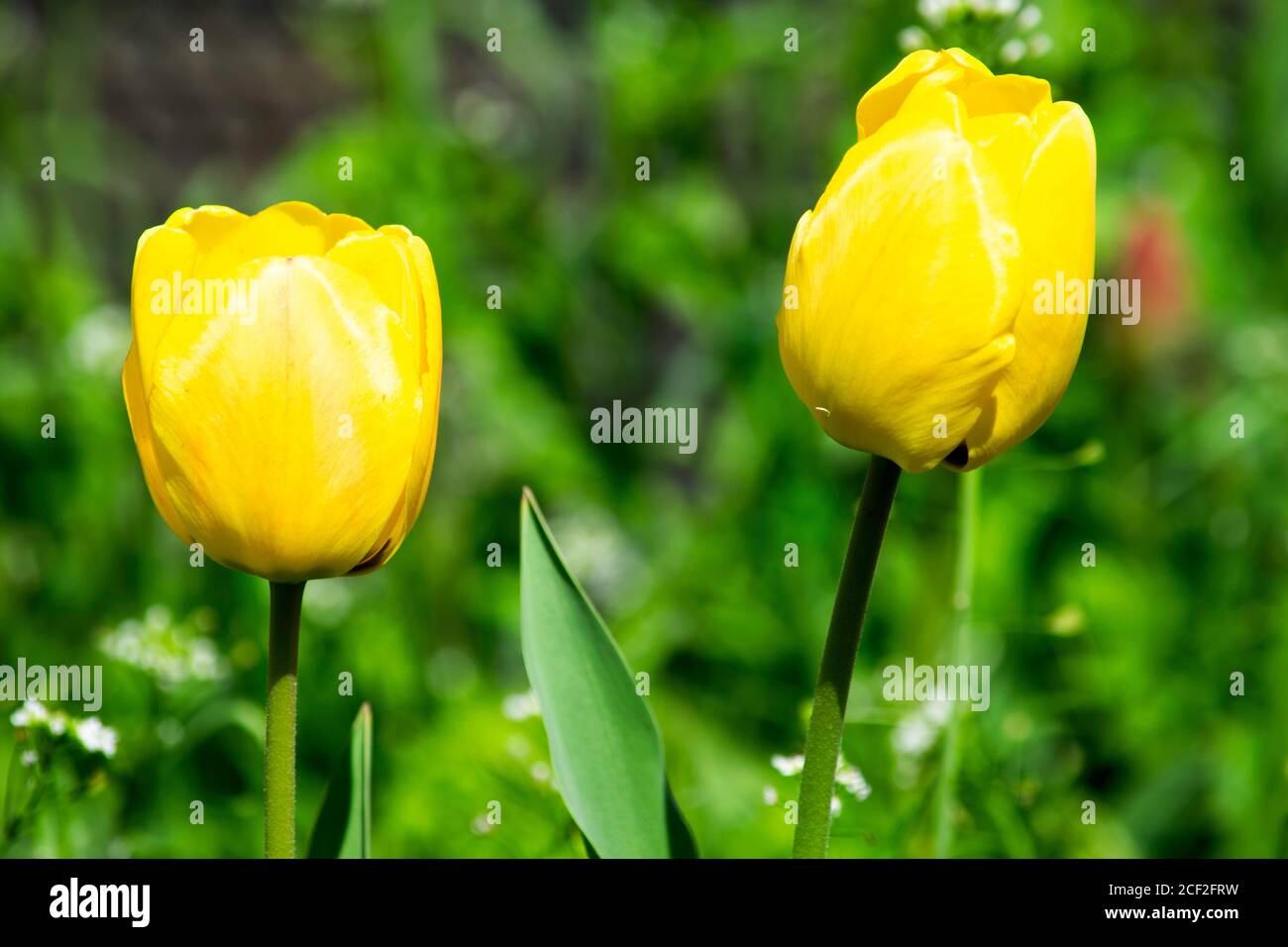 yellow tulips growing on the green lawn in spring Stock Photo - Alamy