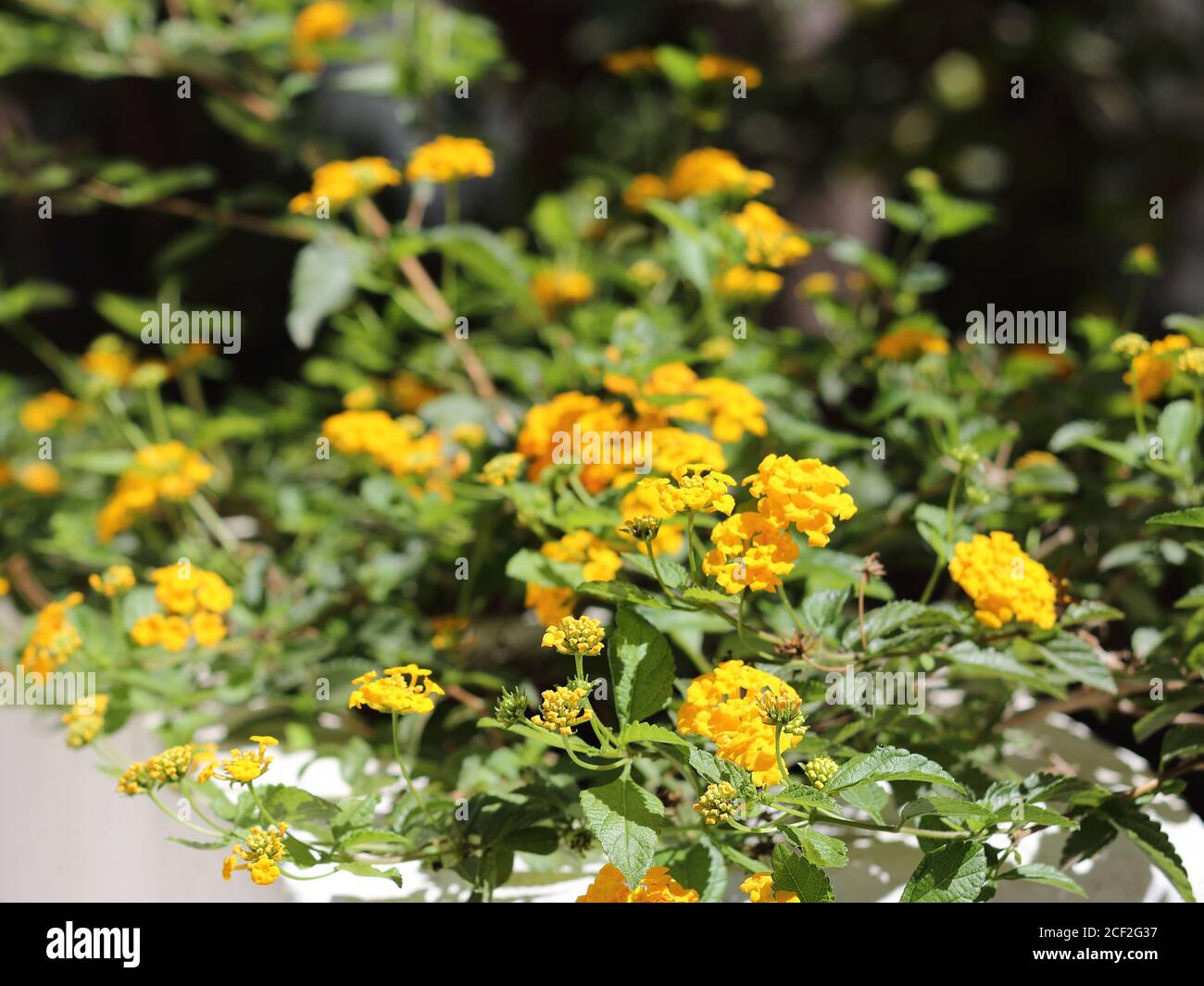 Yellow lantana flowers. Stock Photo