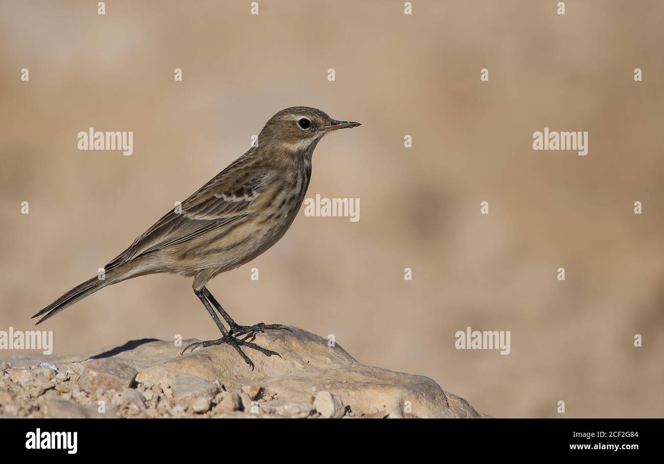 A bird water pipit (Anthus spinoletta)  on the ground Stock Photo