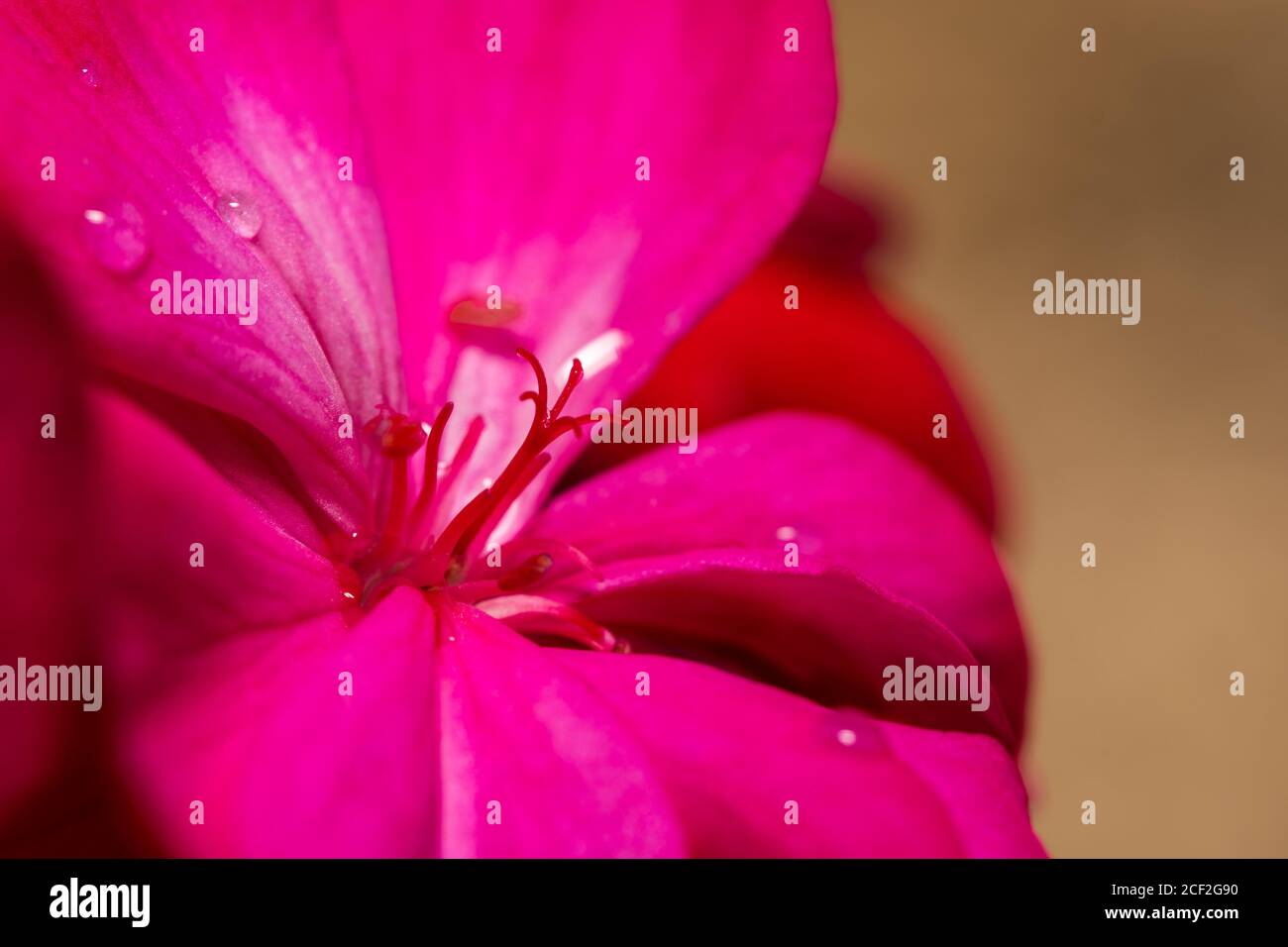 Close up purple flower Stock Photo - Alamy