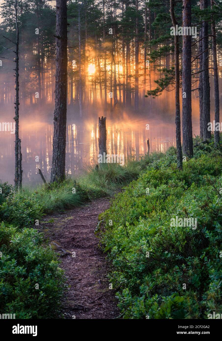 Scenic forest landscape with beautiful misty sunlight through to forest at summer morning in Finland Stock Photo