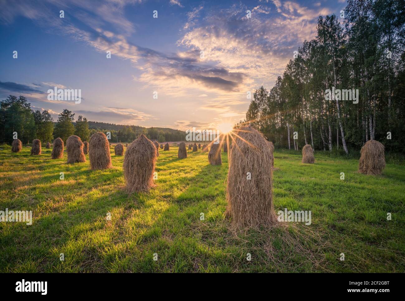 Old-fashioned style haystacks with beautiful golden sunset and sunlight at warm summer evening in Finland Stock Photo