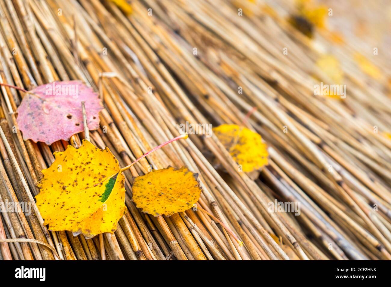 Close-up of fallen autumn leaves lying on a thatched roof Stock Photo ...