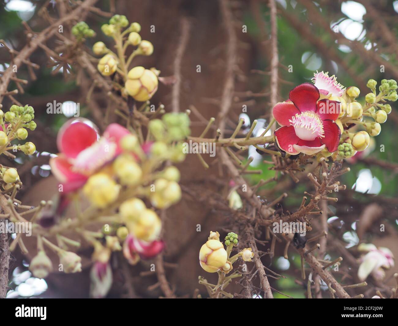 Shorea robusta, Dipterocarpaceae, Couroupita guianensis Aubl., Sal blooming in garden on blurred nature background Stock Photo