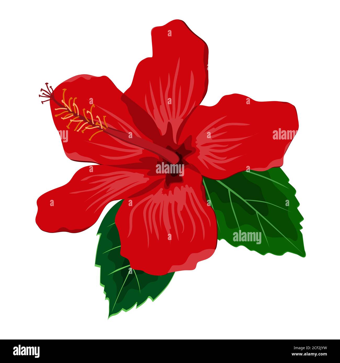 Hibiscus flower drawing hires stock photography and images Alamy