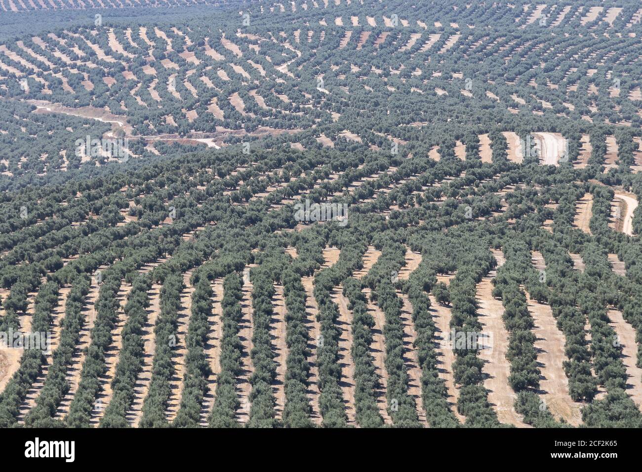 Olive tree fields in spain hi-res stock photography and images - Alamy