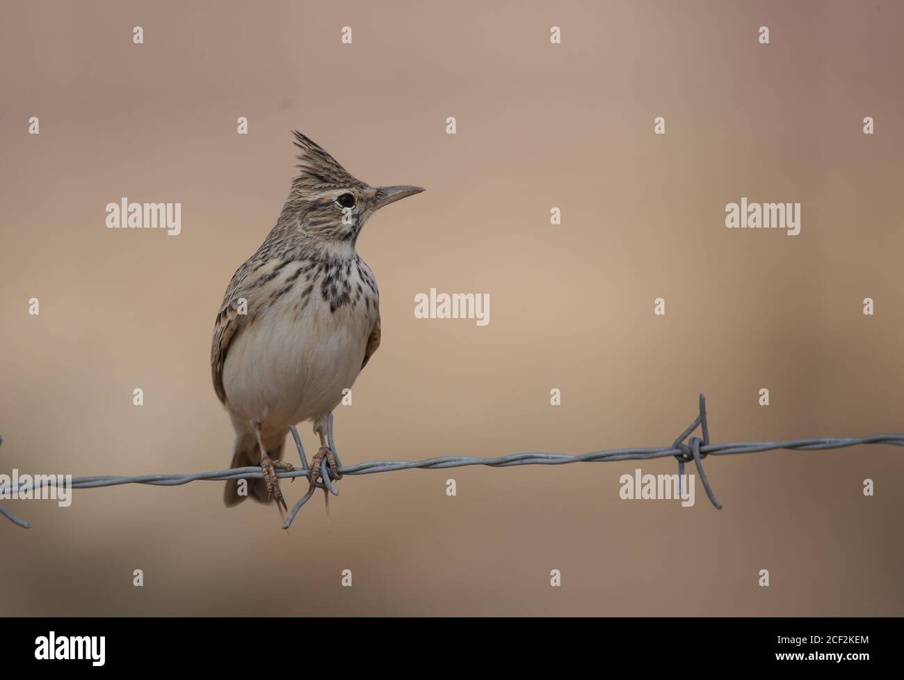 Wire Lark Singing Crested lark (Galerida cristata) perched on rural metal wire ...
