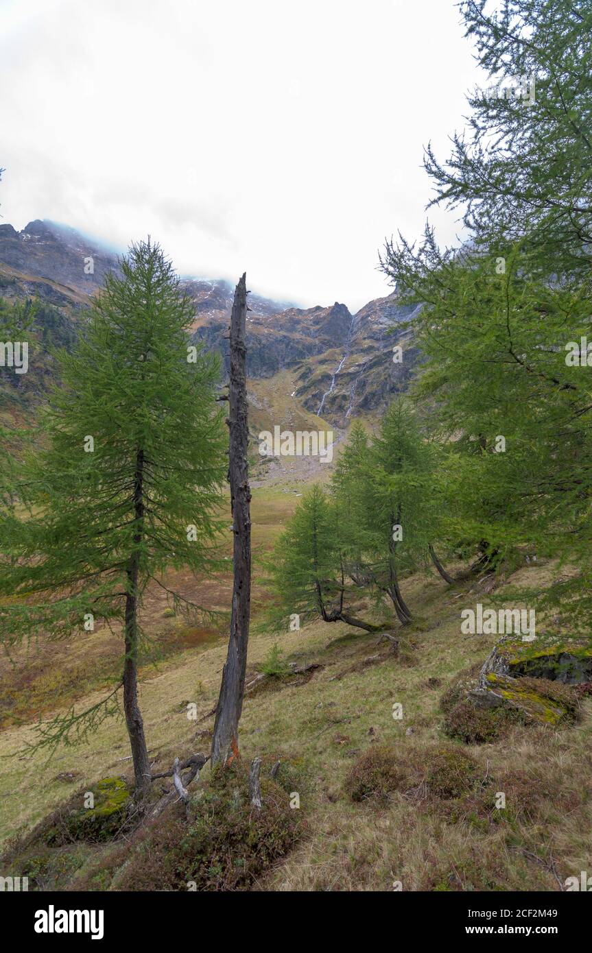 Larch trees (Larix decidua) grow in a mountain valley near the Gralati lake in the Stubai Alps. Autumn mood with fog in the background. Stock Photo