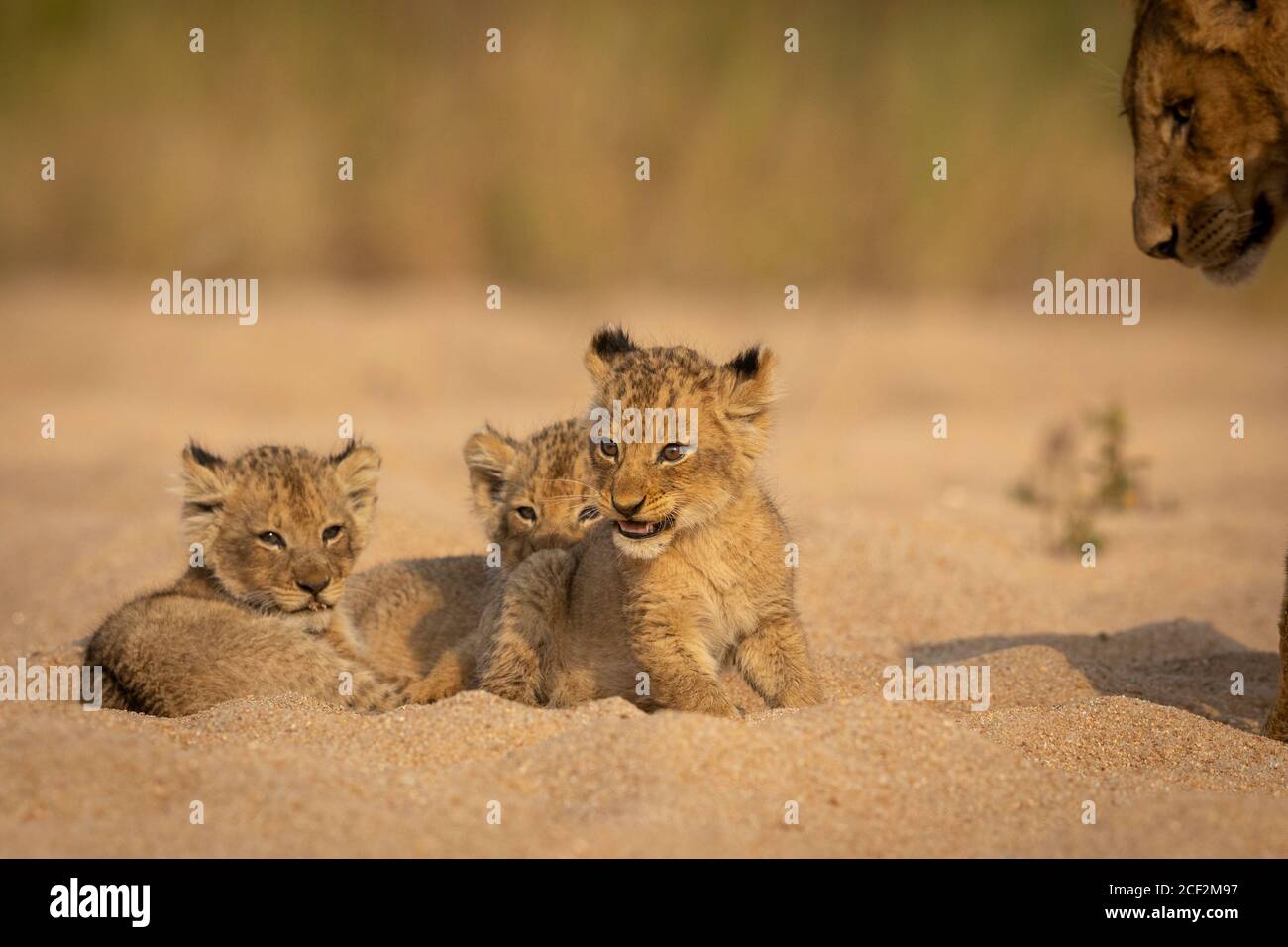 Tiny baby lions resting in sand in Kruger Park in South Africa Stock Photo