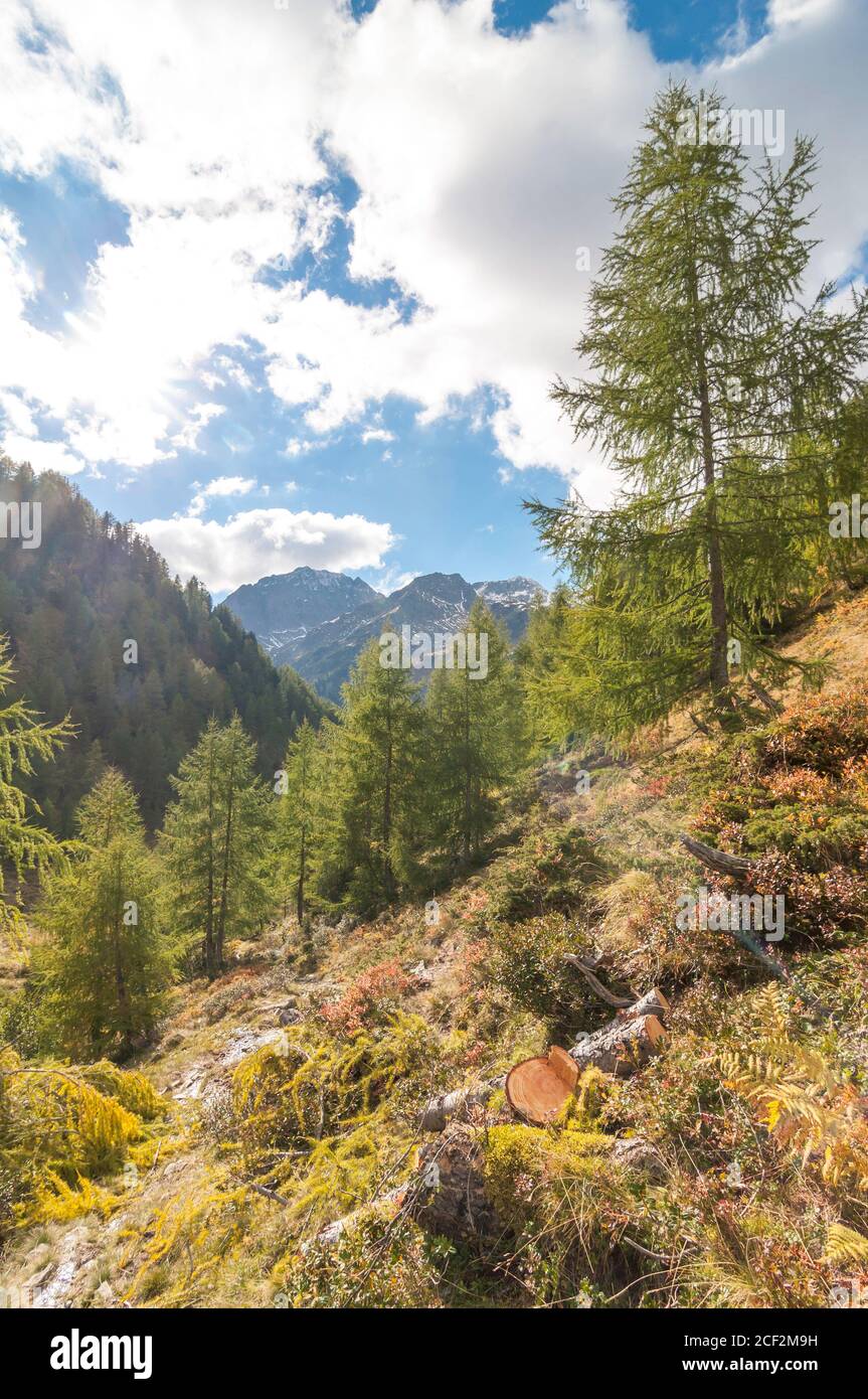 Larch trees (Larix decidua) grow in a mountain valley near the Gralati lake in the Stubai Alps. Autumn mood with clouds in the background. Stock Photo