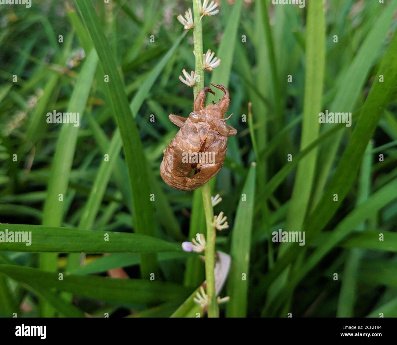 a golden cicada shell on the stem of a plant in summer afternoon Stock Photo