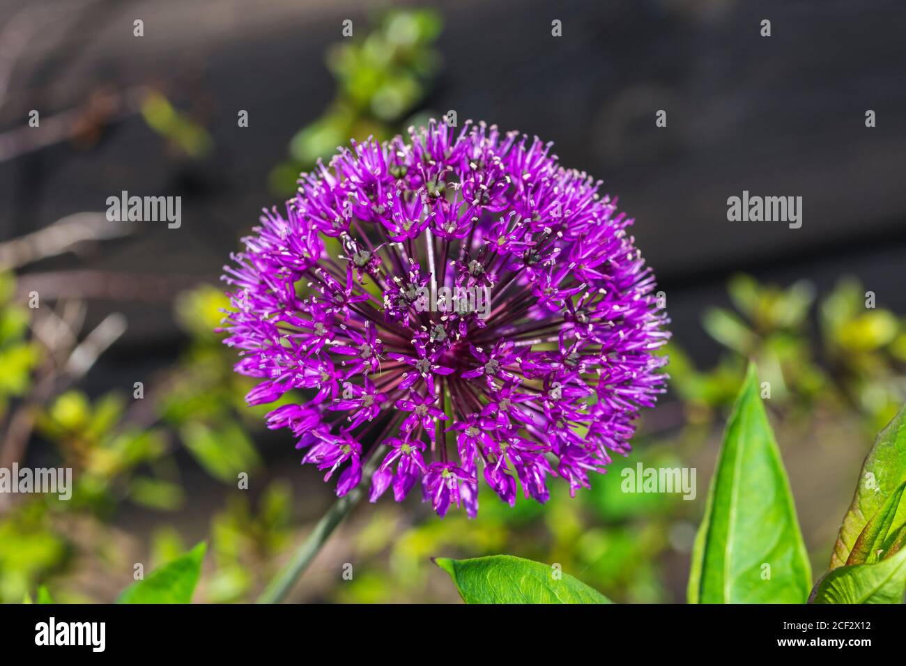 Allium 'Globemaster' flower blossom.  Family Alliaceae Stock Photo