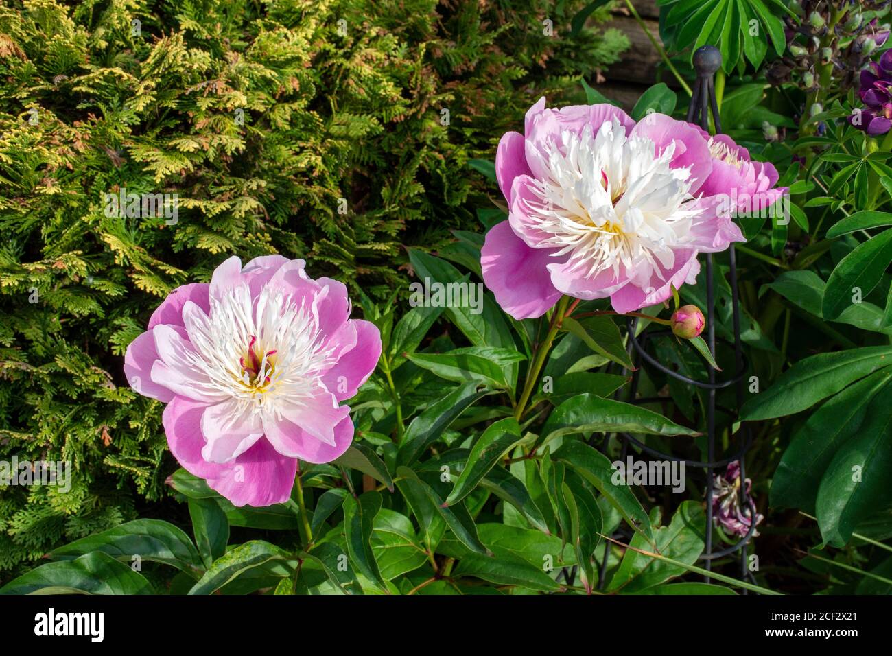 Chinese Peony 'Bowl of Beauty' (Paeonia lactiflora) flower blooms. Stock Photo