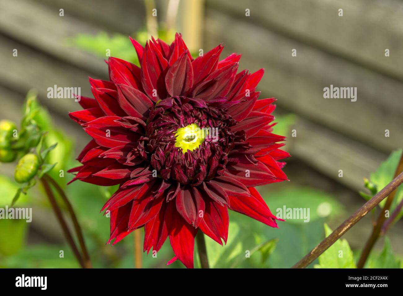 Dahlia 'Black Touch' flower bloom.  Family Asteraceae. Stock Photo