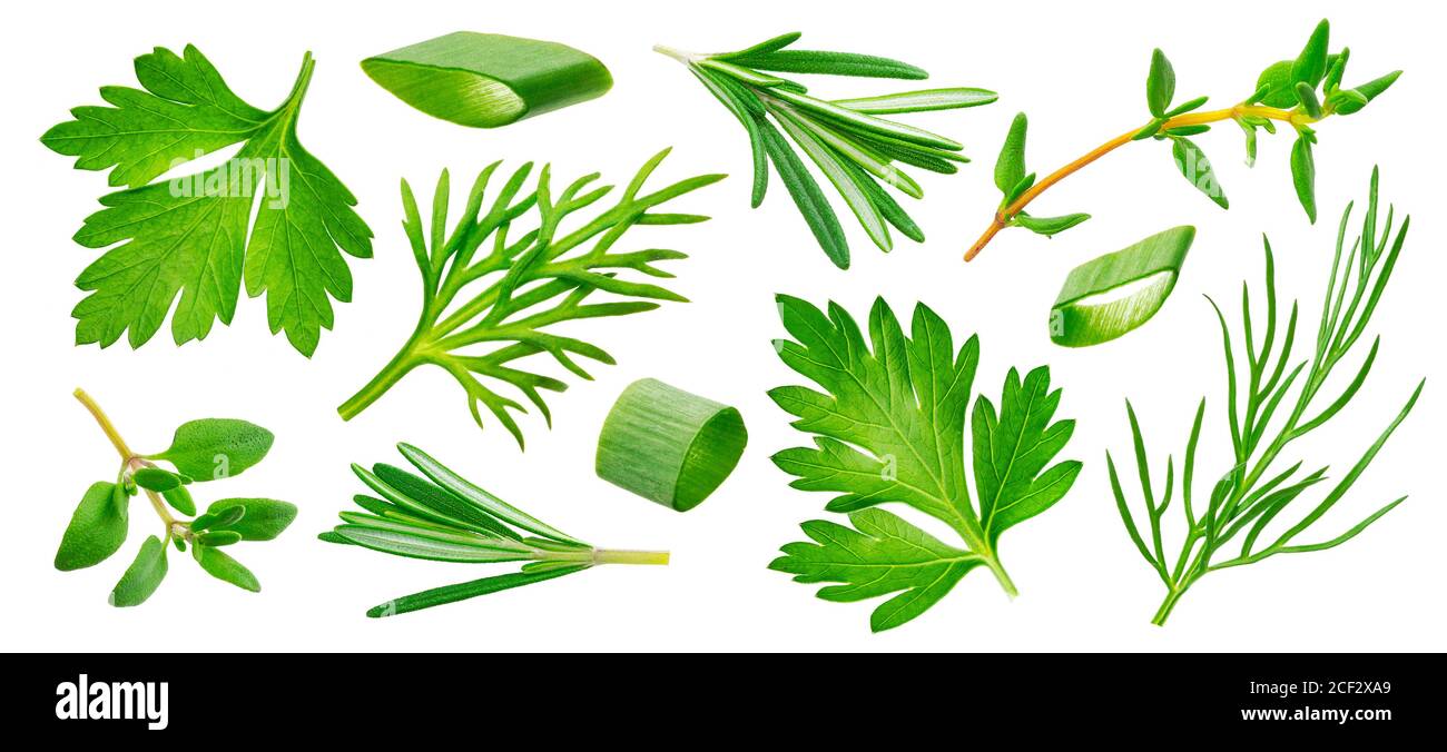 Fresh herbs collection isolated on white background Stock Photo Alamy
