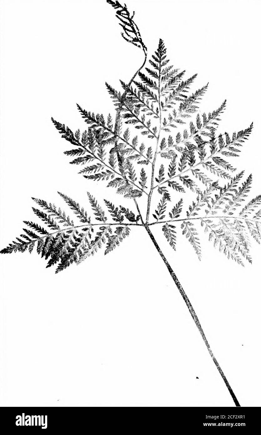 The fern lover's companion; a guide for the Northeastern States
