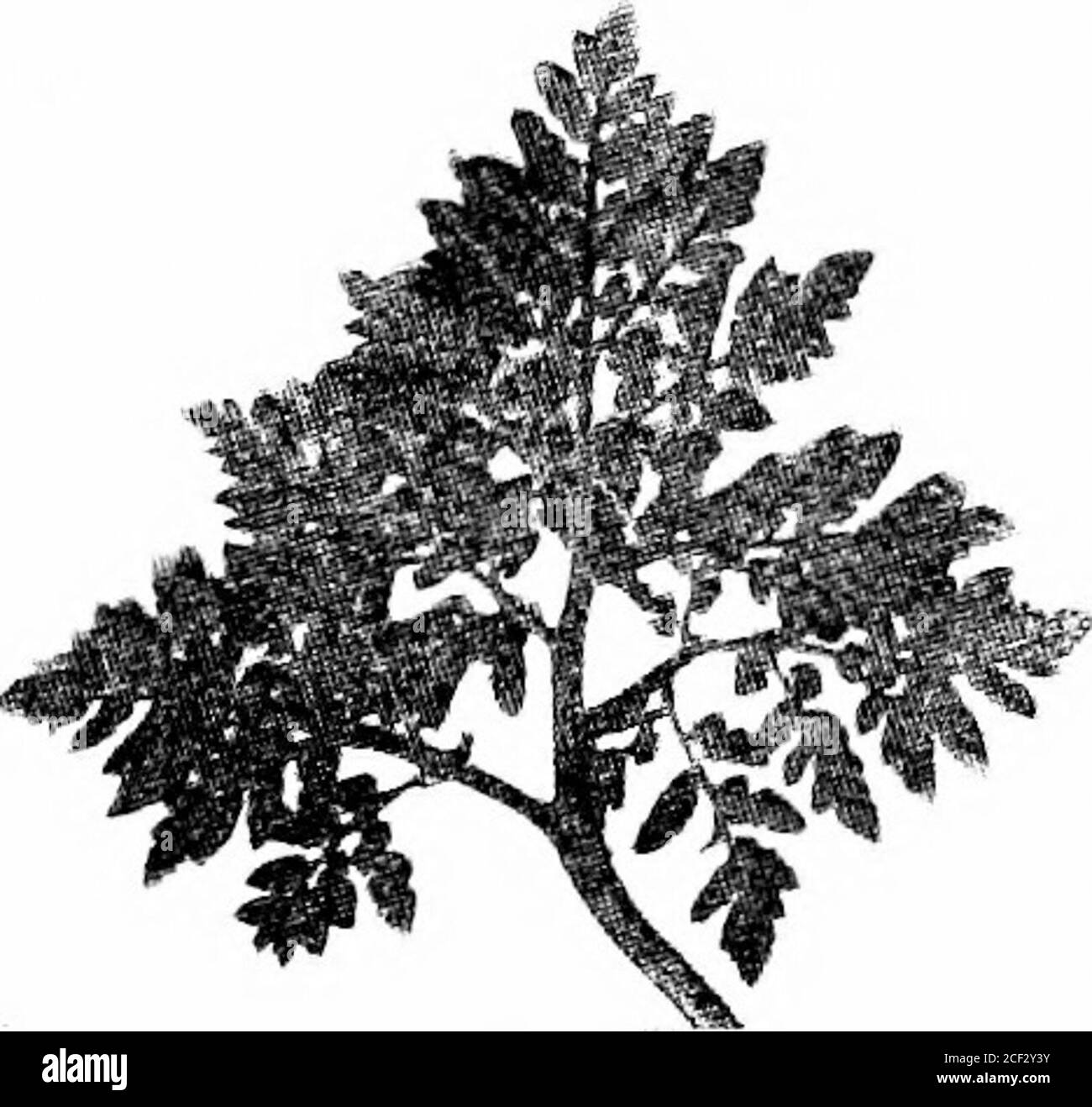 . The fern lover's companion; a guide for the Northeastern States and Canada. Botrychium obliquum, var. dissedum The Fern Lovers Companion 203 (6) Ternate Grape FernBotrychium ternatum, ^a^. intermediiuiiBotri/Cliium obFiquum, var. intermedium Leaf more diided than in obliqinim and the numeroussegments not so long and pointed, but large, fleshy, ovateor obovate (including xnr. austride), crenulate, and moreor less toothed. Sandy soil, pastures and open woods. More northerlyin its range — New England and New York. Var.Tutaefblium. More slender, rarely over six or se^-en incheshigh; sterile seg Stock Photo
