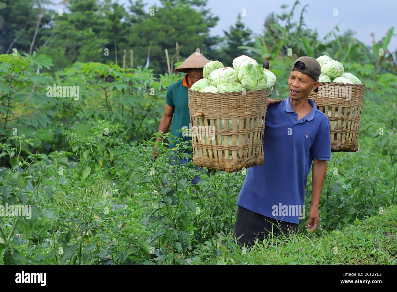 a photo of a cabbage farmer harvesting Stock Photo
