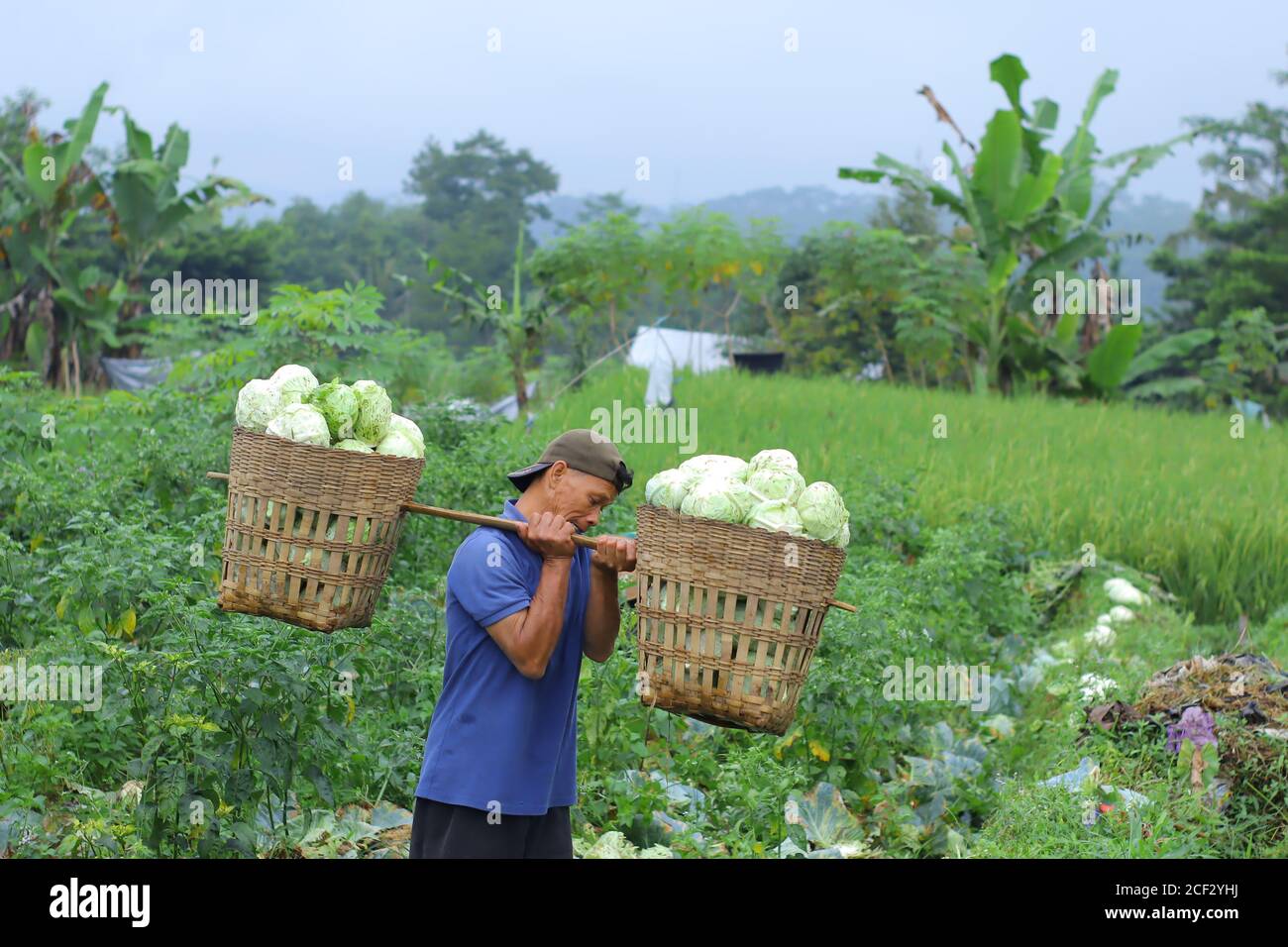 a photo of a cabbage farmer harvesting Stock Photo