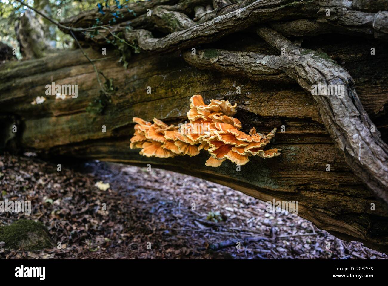 Chicken of the woods mushroom (Laetiporus sulphurous) on a dead tree trunk during late summer in the New Forest in Hampshire, England, UK Stock Photo