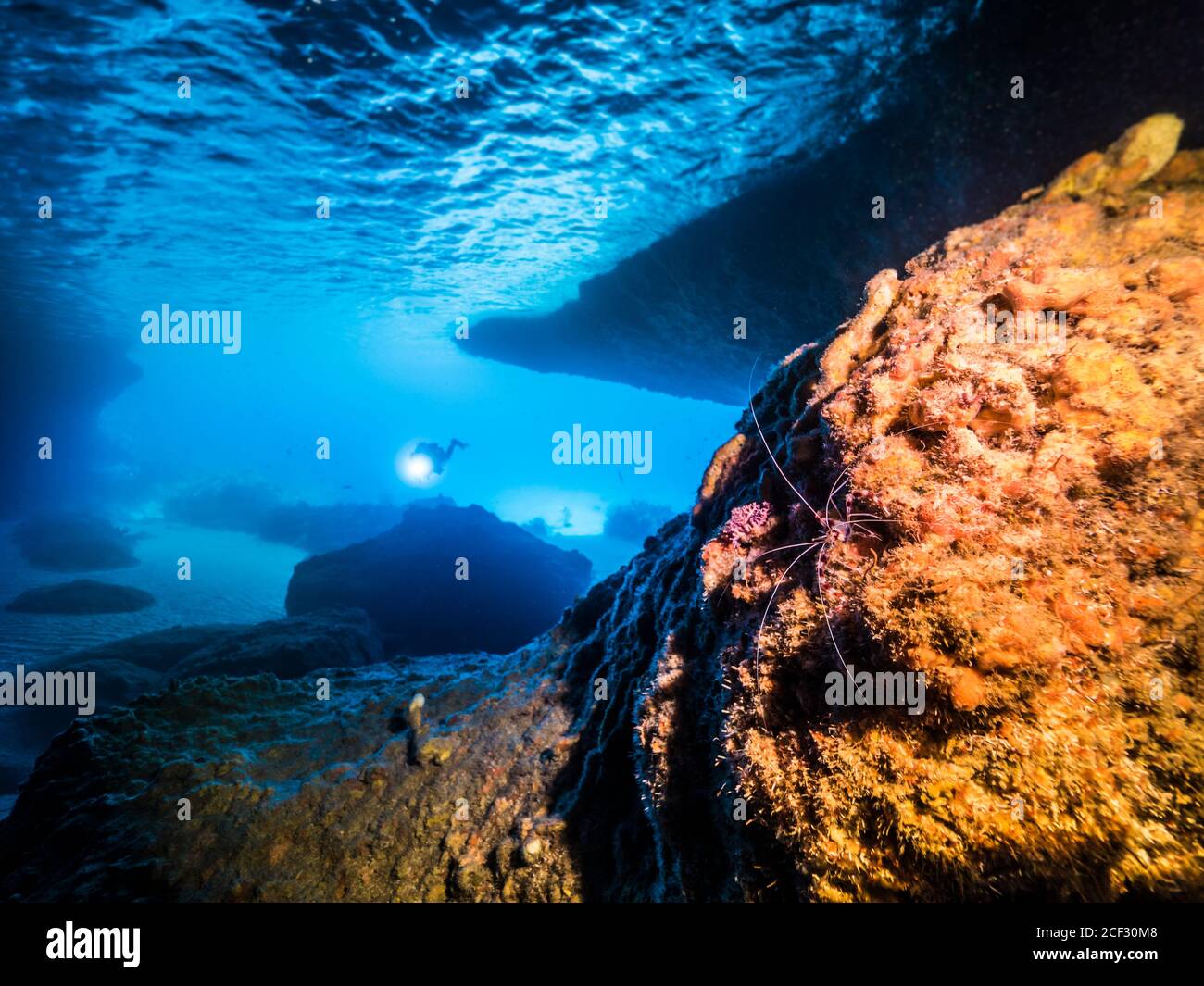 Seascape of coral reef in the Caribbean Sea / Curacao with Diver and Banded Coral Shrimp in cave 'Blue Room' Stock Photo