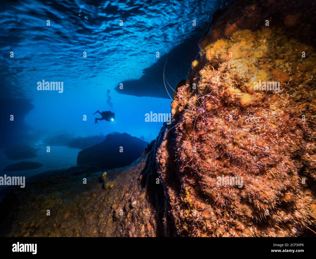 Seascape of coral reef in the Caribbean Sea / Curacao with Diver and Banded Coral Shrimp in cave 'Blue Room' Stock Photo