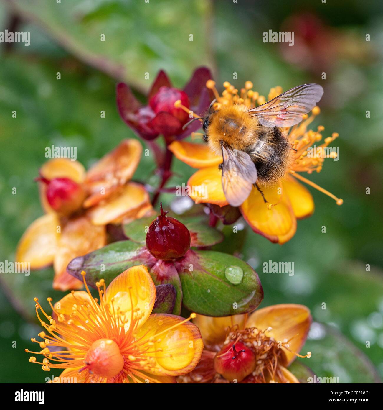 A Carder Bumblebee Feeding on Yellow and Red Hypericum Flowers Albury Purple in a Garden in Alsager Cheshire England United Kingdom UK Stock Photo