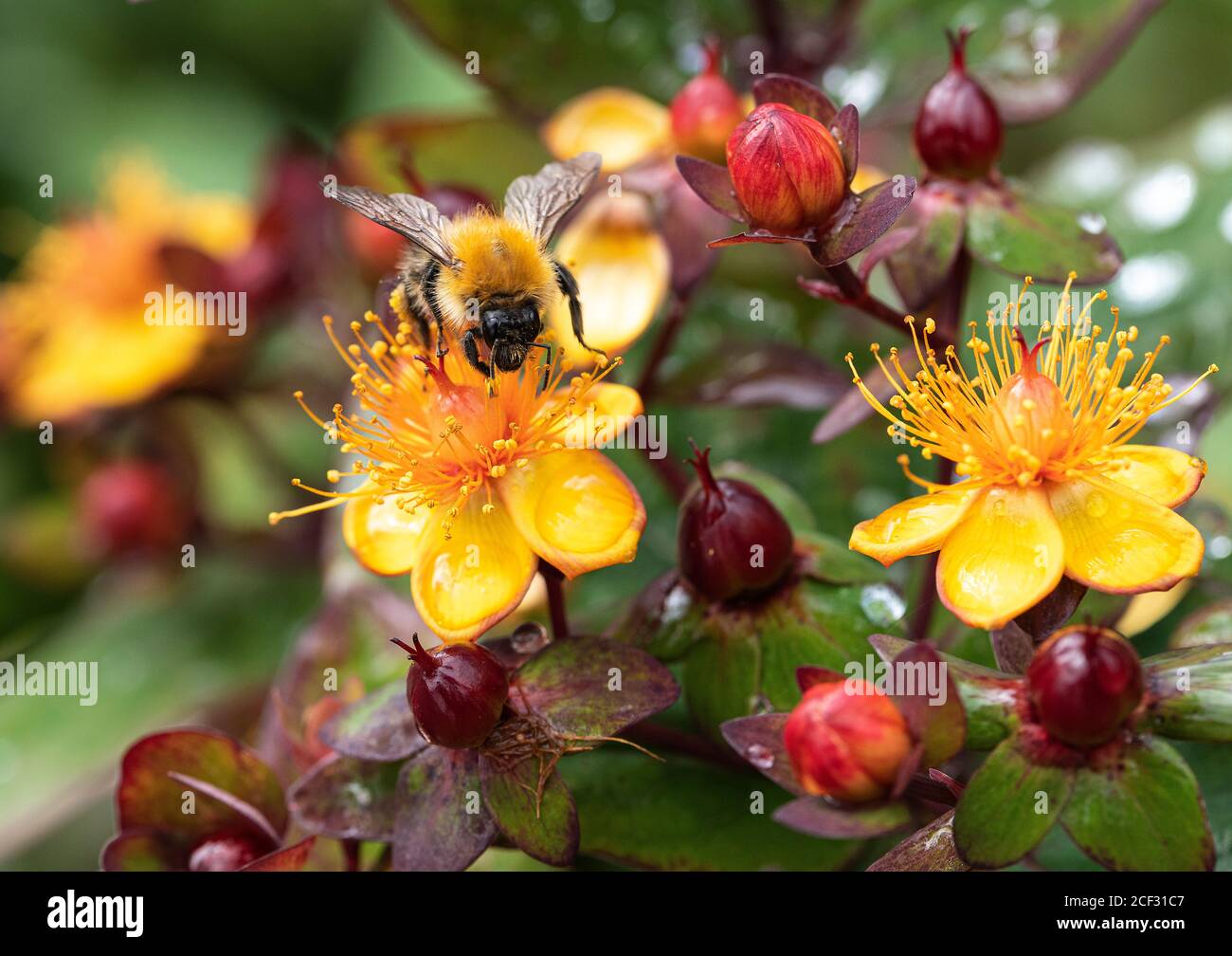 A Carder Bumblebee Feeding on Yellow and Red Hypericum Flowers Albury Purple in a Garden in Alsager Cheshire England United Kingdom UK Stock Photo