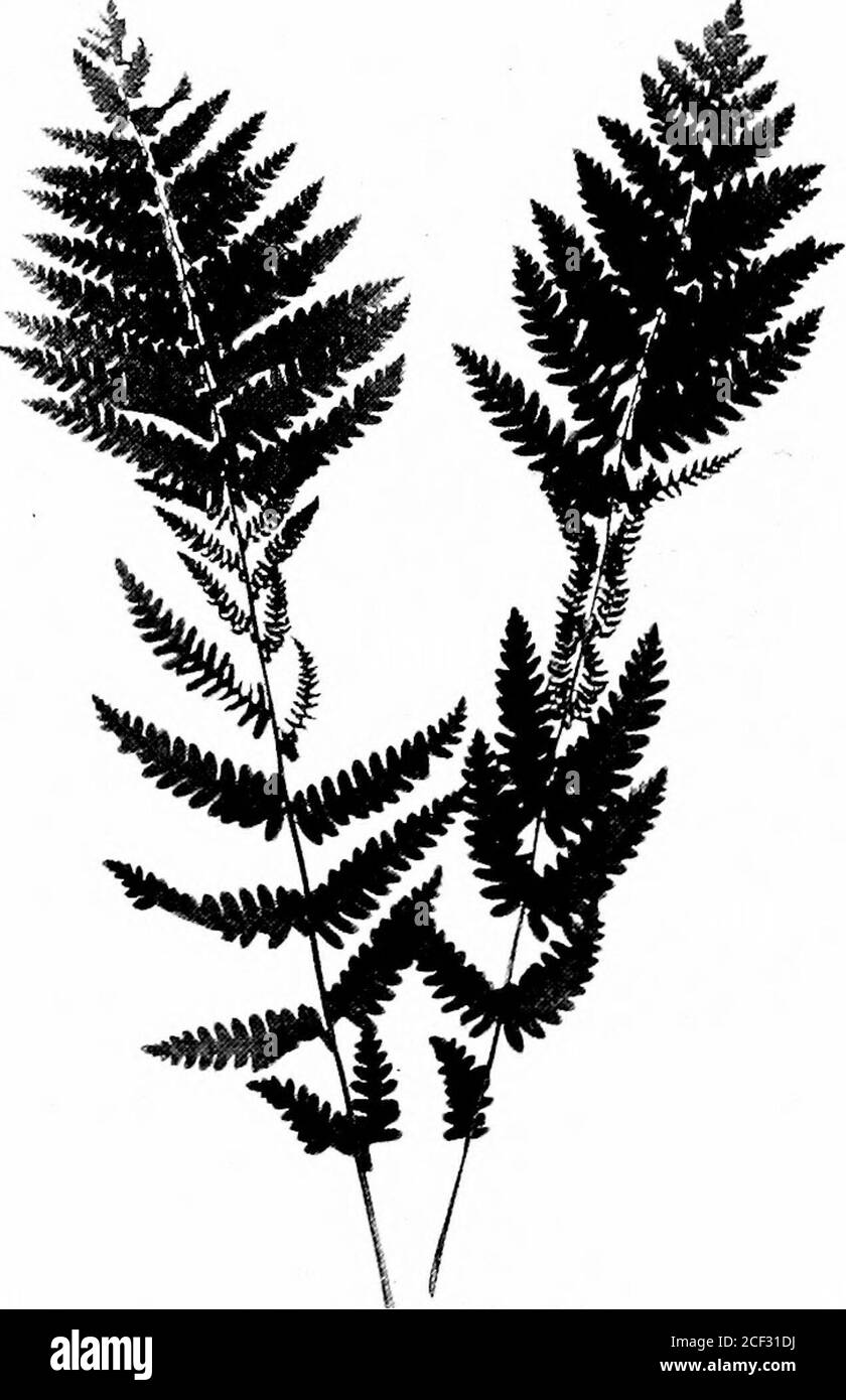 . The fern lover's companion; a guide for the Northeastern States and Canada. S(M-i of ()s)niii&lt;la Tt(iali.&lt; (From WakTsN ?Fprns. nrnry Hull S; C.i.) 180 The Ferx Lovers Companion (2) Interrupted Fern. Claytons FernOsmunda Claytoniana Fronds pinnate, one to five feet liigh. Pinna? cut intooblong, obtuse lobes. Fertile fronds taller than the sterile,having from one to five pairs of intermediate pinn;e con-tracted and bearing sporangia.. Interrupted Fern. Osmunda Claytoniana The Fern Lovers Companion 181 The fronds have a lihiish-green tint; they mature theirspores about the last of May. Stock Photo