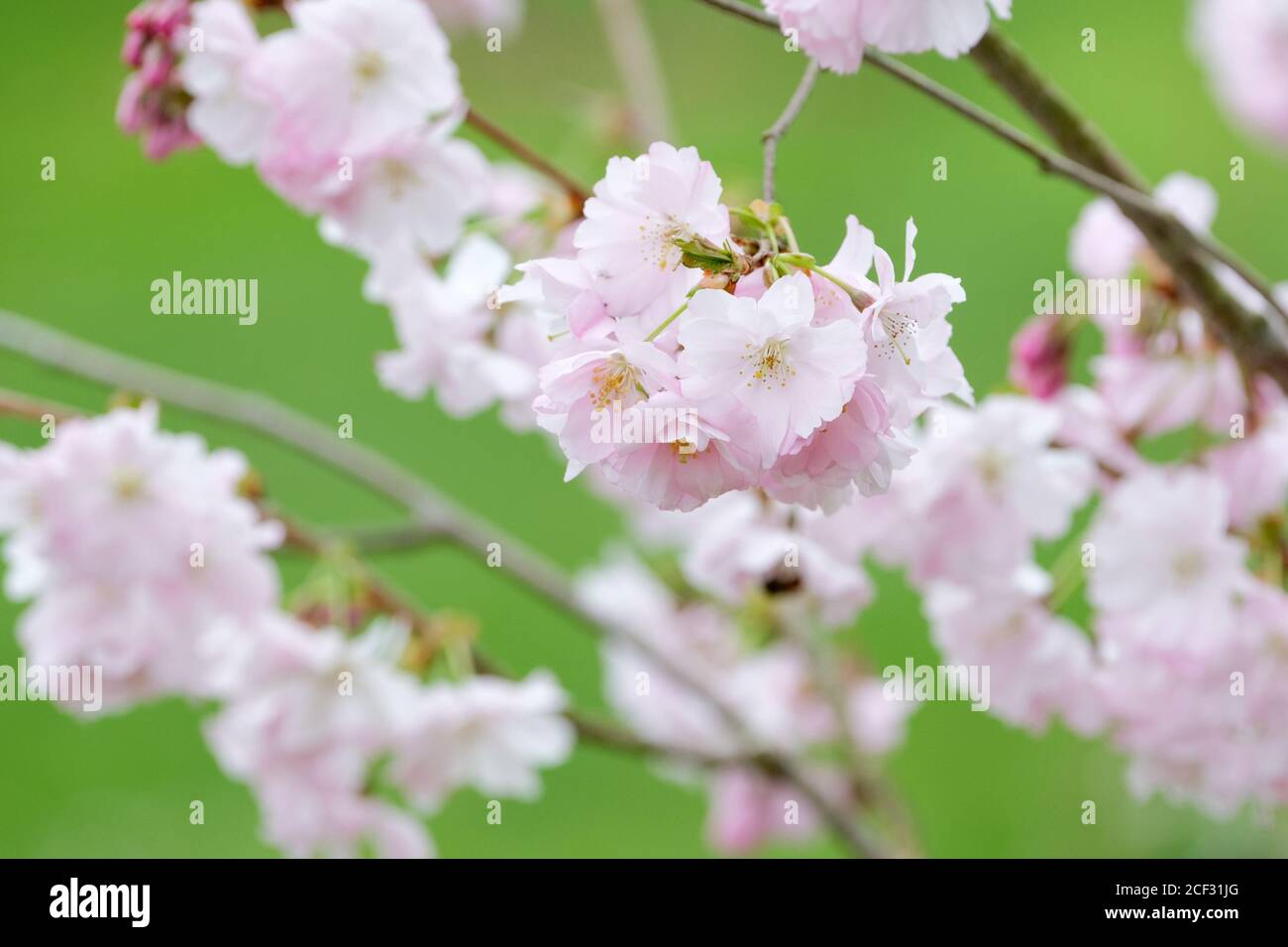 Weeping cherry hi-res stock photography and images - Alamy