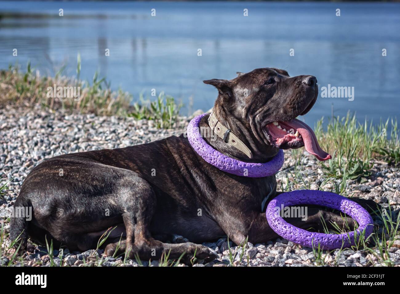 Portrait of a large dog - Cane Corso lying in the grass in the meadow Stock Photo