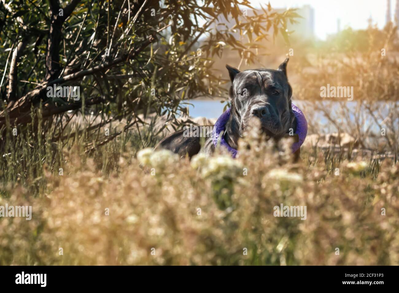 Portrait of a large dog - Cane Corso lying in the grass in the meadow Stock Photo